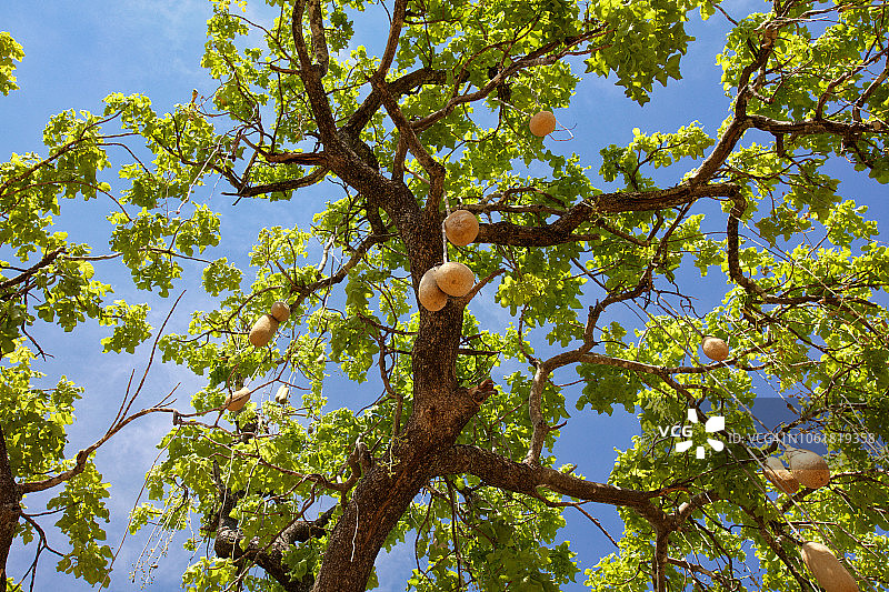 吊瓜树图片素材