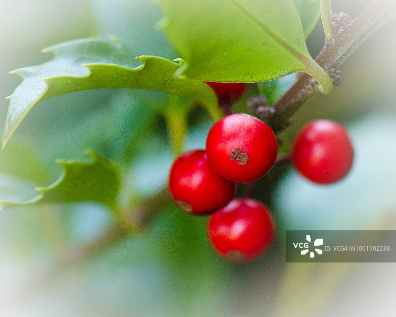 冬青图片素材