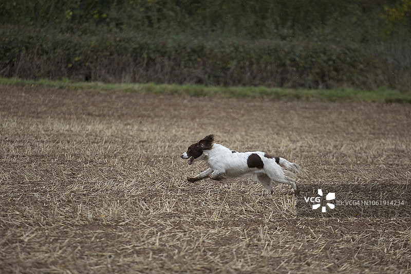 可卡犬寻回图片素材