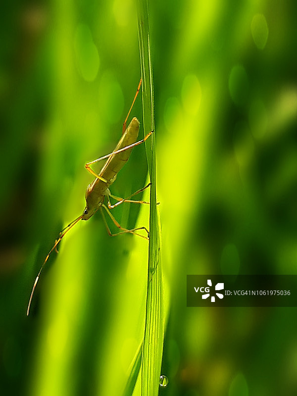 绿色蚱蜢图片素材