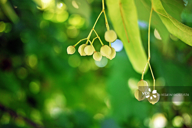 成熟的椴树果挂在深绿色背景中图片素材