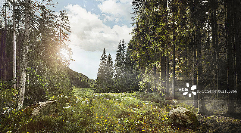 宁静的森林和光束图片素材