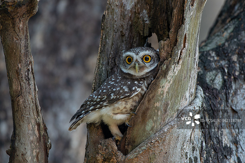 可爱的鸟：斑点小猫头鹰图片素材