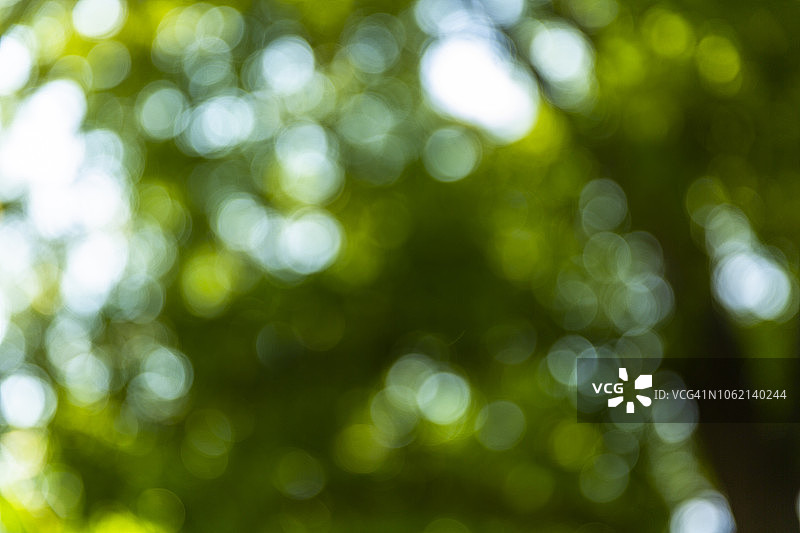 阳光明媚森林中的散景图片素材