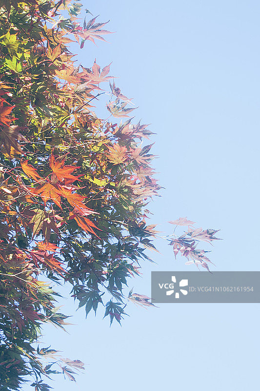 蓝天下的红色秋叶图片素材