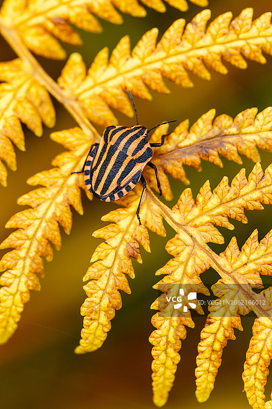 金色蕨叶上的条纹黄色甲虫图片素材