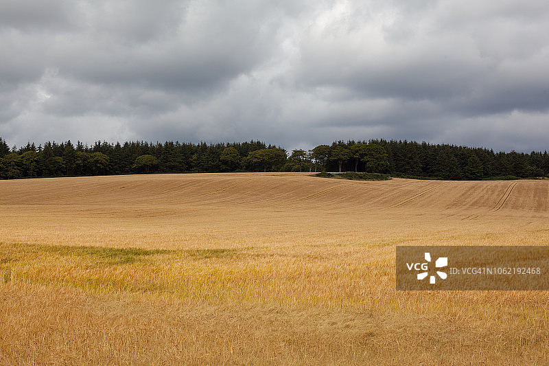 金色苏格兰风光图片素材