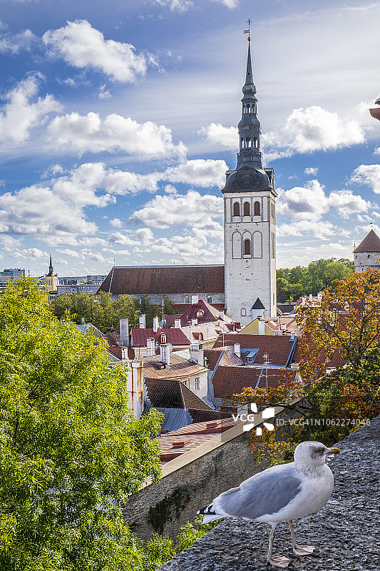 塔林鸟瞰图片素材