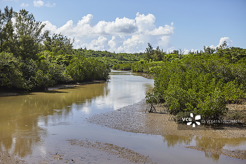 日本宫古岛的红树林图片素材