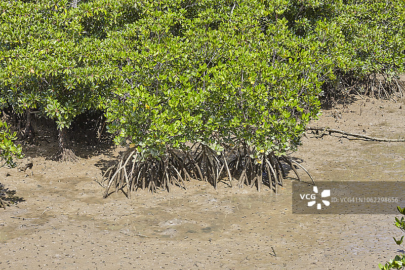 日本宫古岛的岛尻红树林图片素材