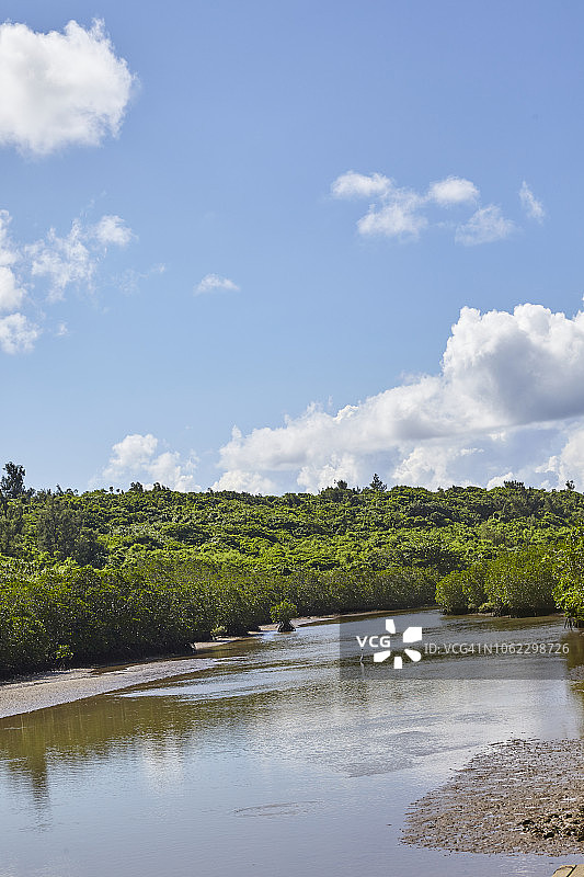 日本宫古岛的红树林图片素材