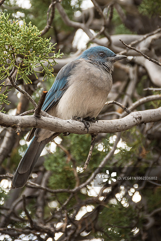 墨西哥鸦图片素材