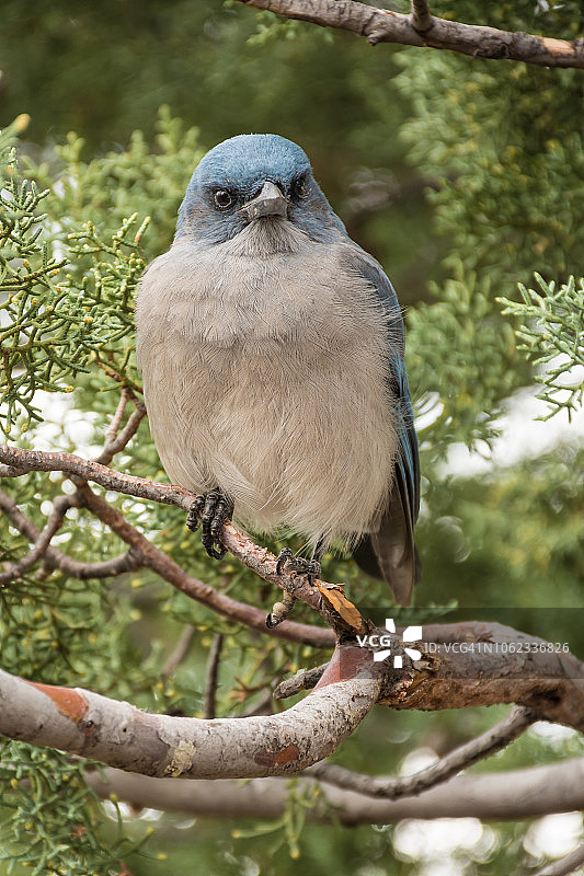 墨西哥鸦图片素材