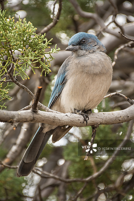 墨西哥鸦图片素材