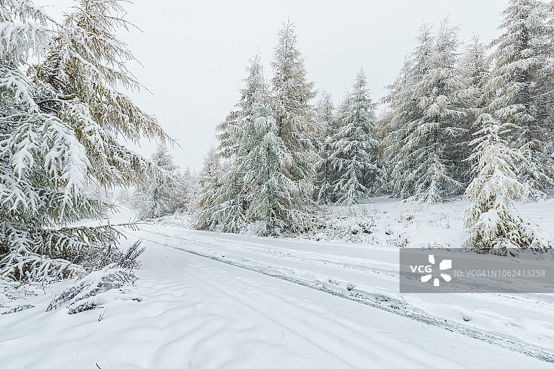 穿过冬季森林的道路图片素材
