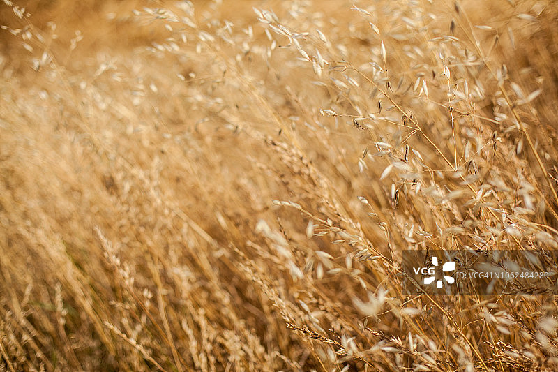 英国的金色田野图片素材
