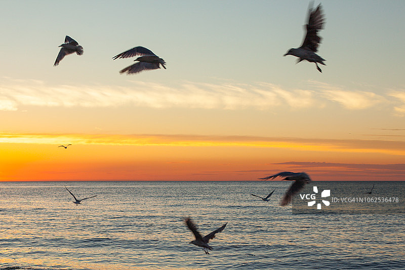 英格兰海面上方的鸟群图片素材