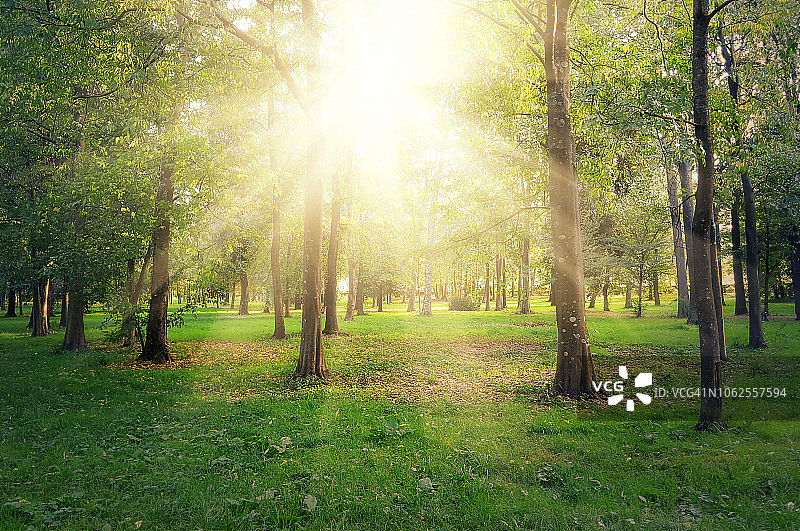 秋天阳光透过意大利佛罗伦萨卡西内公园的树木图片素材