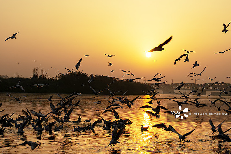 亚穆纳河 घाट的海鸥图片素材