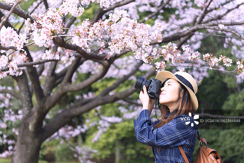 人们在日本欣赏樱花图片素材
