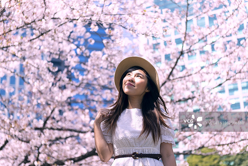 人们在日本欣赏樱花图片素材