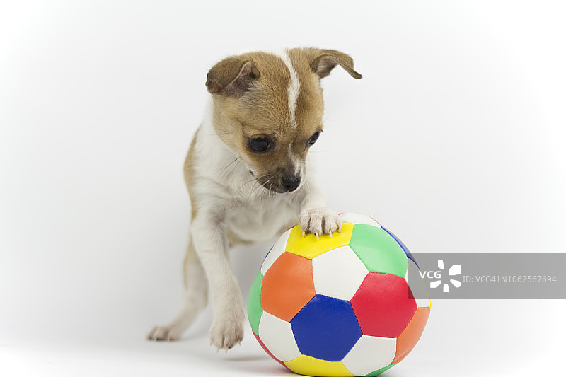 玩球的狗图片素材
