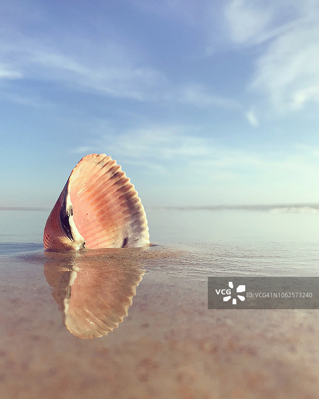 粉色蛤蜊壳浸没在沙和水中的表面视角图片素材