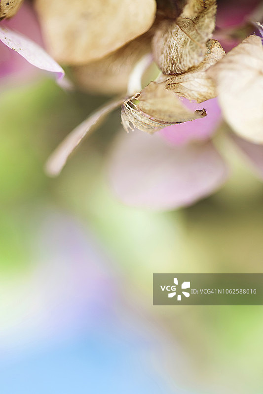 干燥的绣球花花瓣图片素材