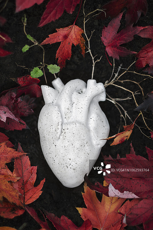 心形系列-根、藤蔓、叶子图片素材