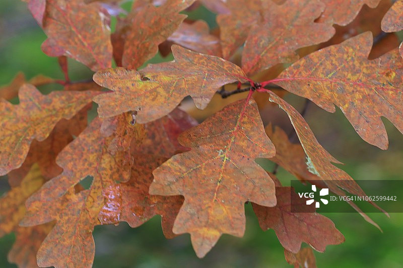 秋季橡树叶变色图片素材