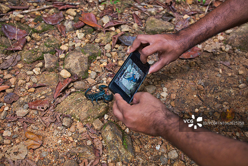 亚洲蓝森林蝎子图片素材