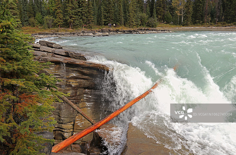 阿萨巴斯卡瀑布冲刷石英岩上的倒树图片素材