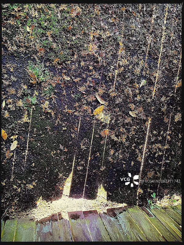 阳光下的栅栏图片素材