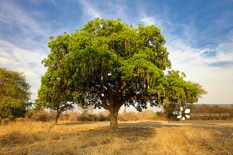 吊瓜树图片素材