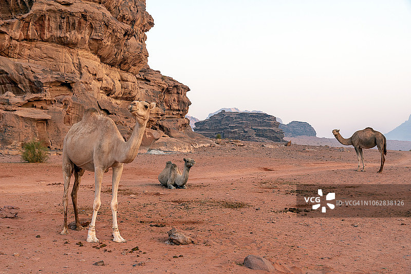 沙漠中的骆驼图片素材