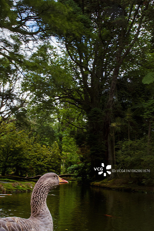 特拉诺斯特拉公园植物园，位于葡萄牙亚速尔群岛圣米格尔岛的弗纳斯图片素材