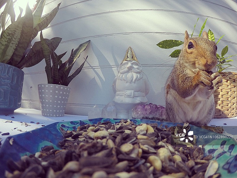 松鼠偷吃鸟食图片素材