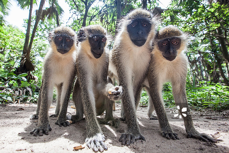 在冈比亚摆姿势拍照的猴子图片素材