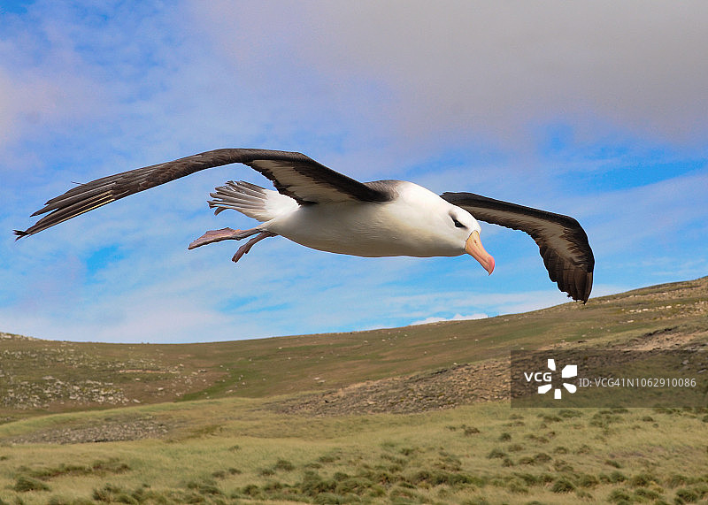 西点岛福克兰群岛上空飞行的黑眉信天翁图片素材