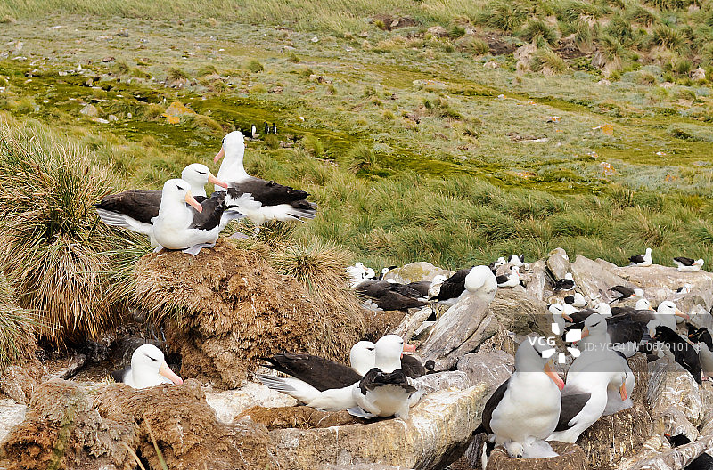 西点岛黑眉信天翁群落，福克兰群岛图片素材