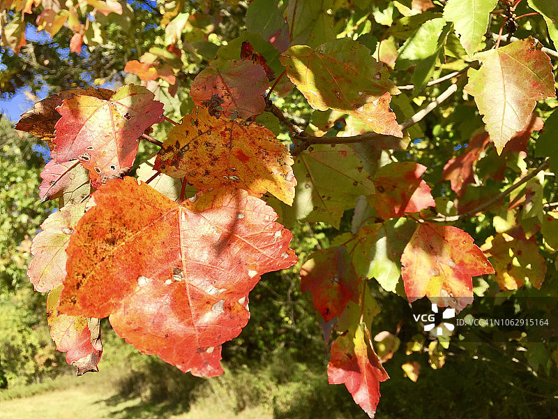 秋天的落叶图片素材