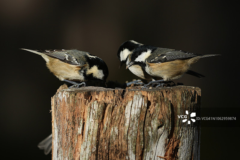 在苏格兰高地阿伯纳西森林中，沼泽煤山雀（Periparus ater）在木树桩上觅食。图片素材