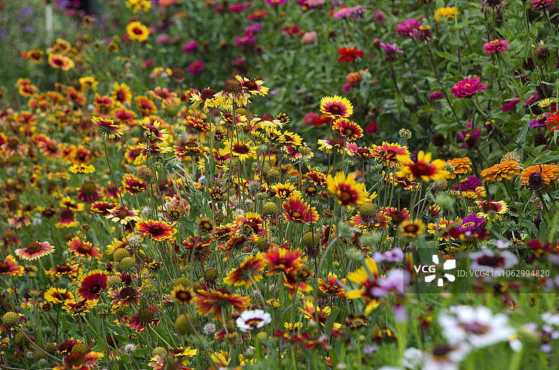 俄勒冈州花田图片素材