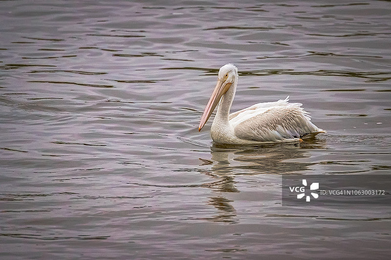 在伊利诺伊河中游泳的鹈鹕图片素材