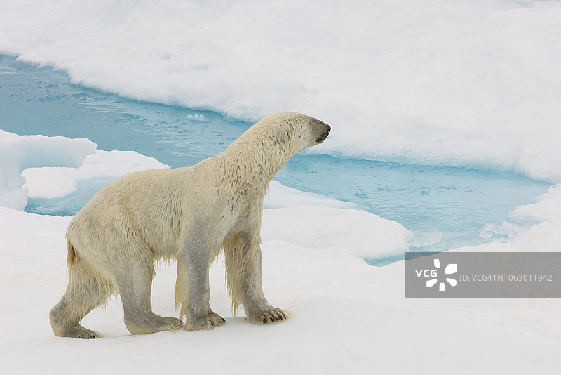 北冰洋上站在海冰边缘的水中的北极熊图片素材