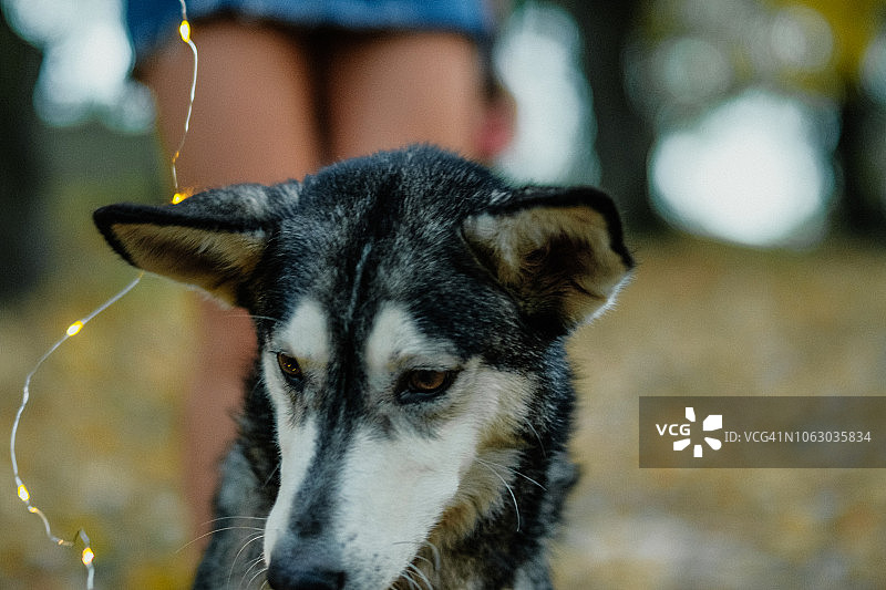 玩耍圣诞灯的西伯利亚哈士奇图片素材