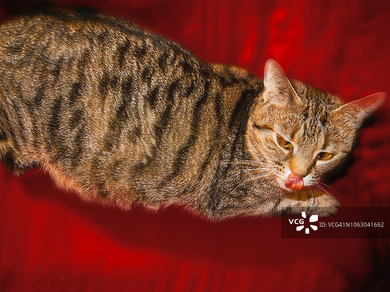 猫咪舔鼻子特写图片素材