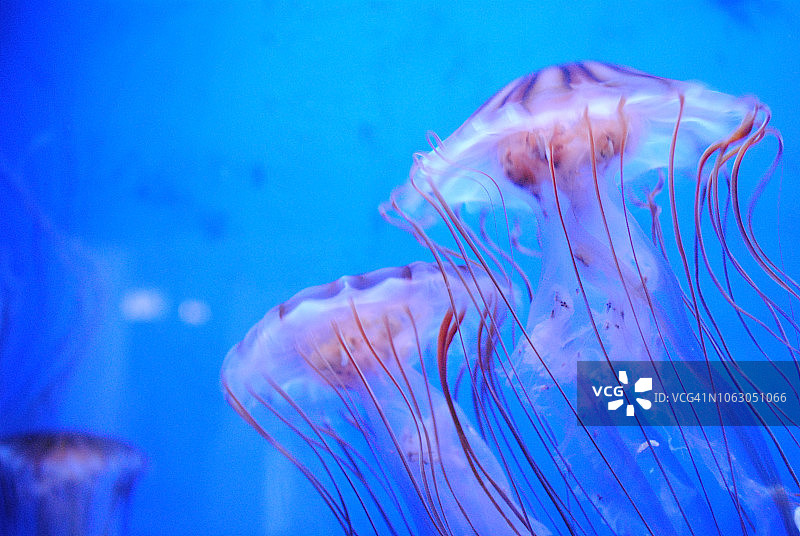 水母世界/水族馆图片素材
