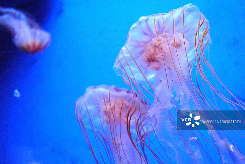 水母世界/水族馆图片素材