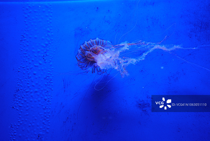 水母世界/水族馆图片素材